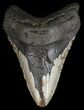Bargain, Megalodon Tooth - North Carolina #54797-1